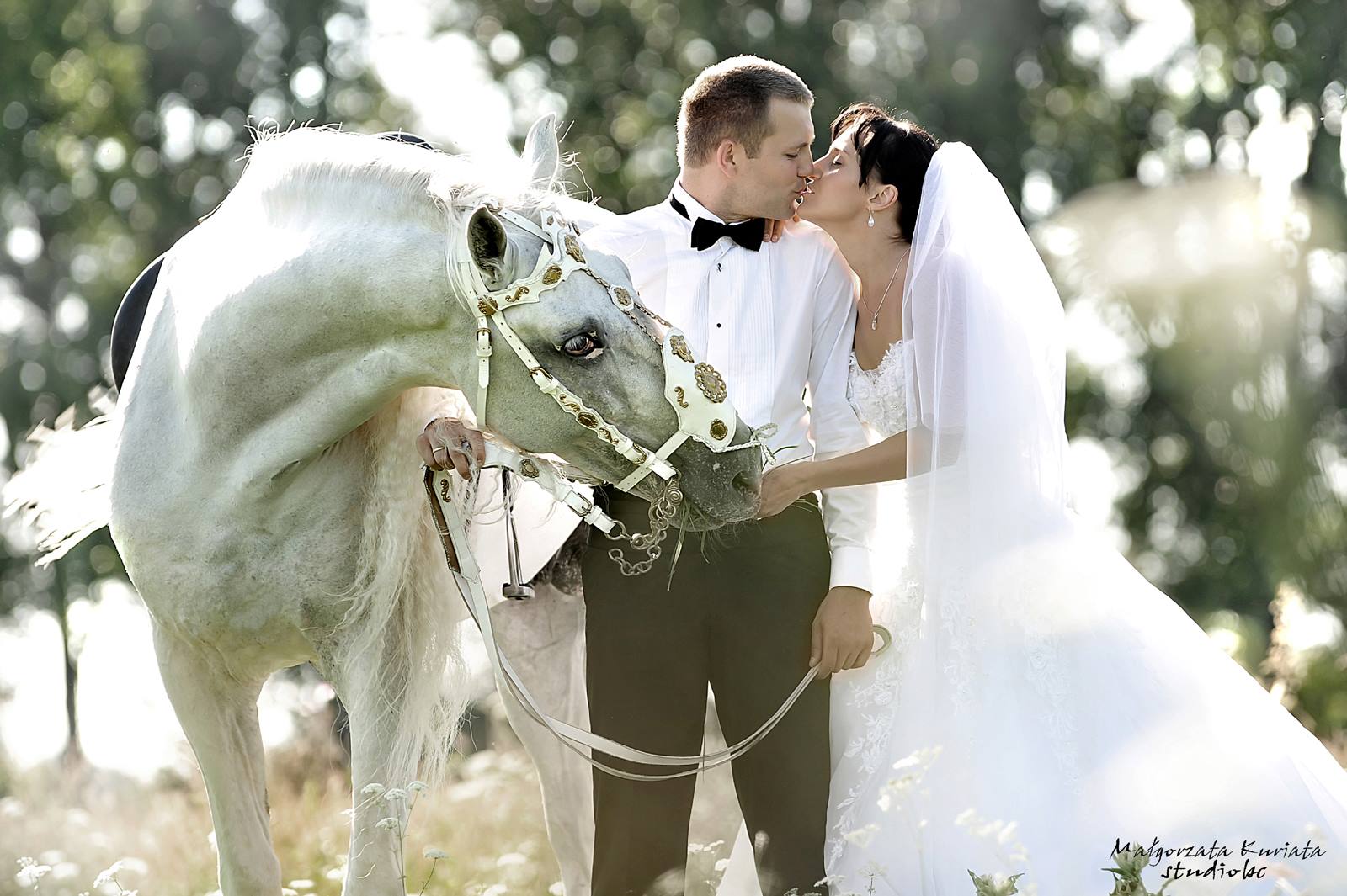 PRE stallion Armas Avellano - Horse Wedding